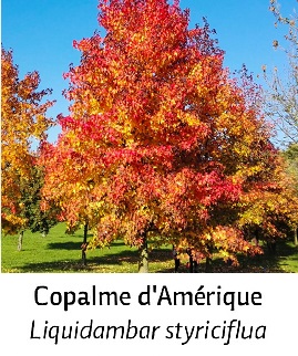copalme